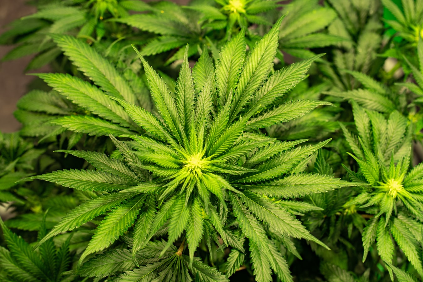 Η πρώτη ευρωπαϊκή χώρα που νομιμοποιεί την κάνναβη – Δεν είναι η Ολλανδία