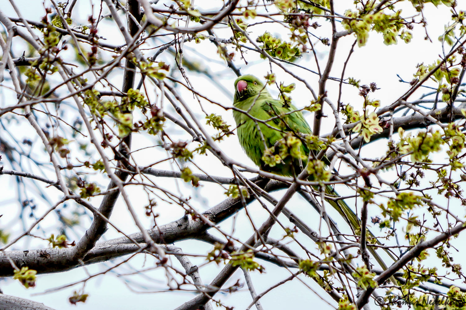 Γέμισε με πράσινους παπαγάλους η Θεσσαλονίκη