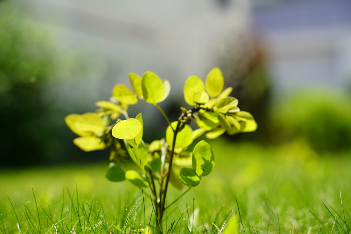 Ο Λεονάρντο Ντι Κάπριο δέντρο με το…όνομα του
