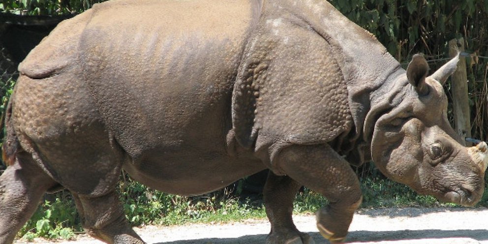 Νότια Αφρική: Ρινόκερος επέστρεψε στην άγρια ζωή έξι χρόνια μετά από μια αποτρόπαια επίθεση