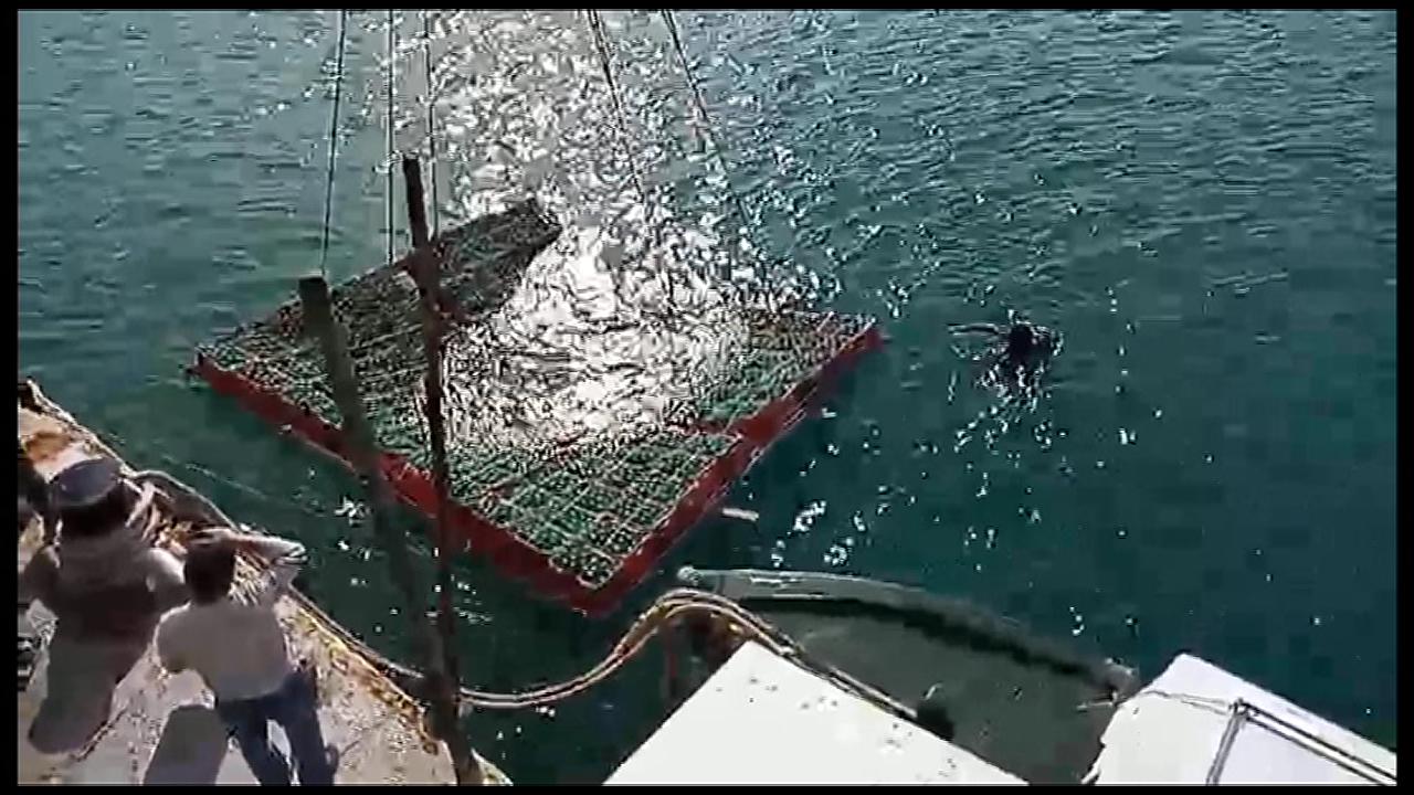Κρασί από…τον πάτο της θάλασσας στην Κρήτη