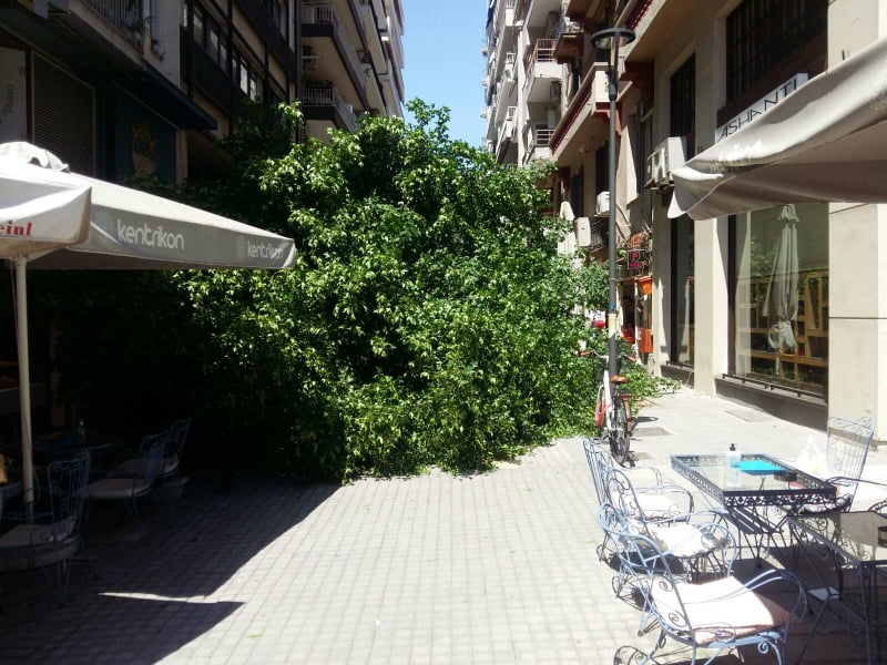 Δέντρο έπεσε πάνω σε τραπεζοκαθίσματα στην Ζεύξιδος (φωτό)