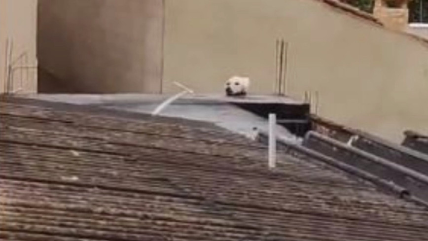 Viral video: Πως ένας σκύλος γίνεται… γάτα