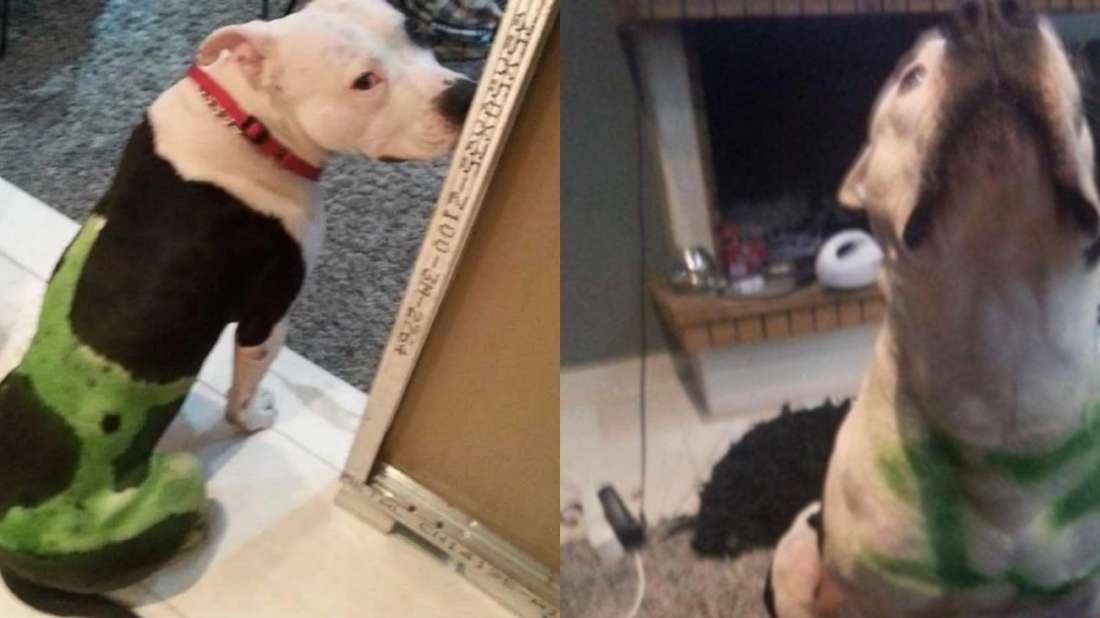 Ο δράστης για την κακοποίηση της γάτας έβαφε τον σκύλο του στα χρώματα της ομάδας του