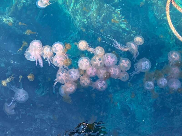 Μωβ μέδουσες: τροπικό είδος σε ελληνικές θάλασσες