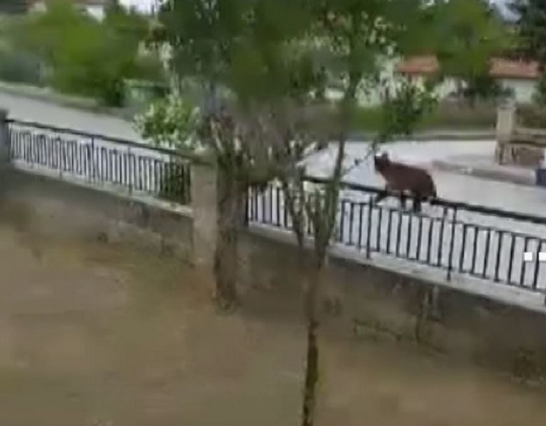 Αρκούδα έκοβε βόλτες στη Κοζάνη (VIDEO)