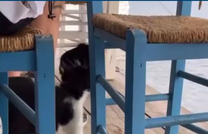 γατάκι,
