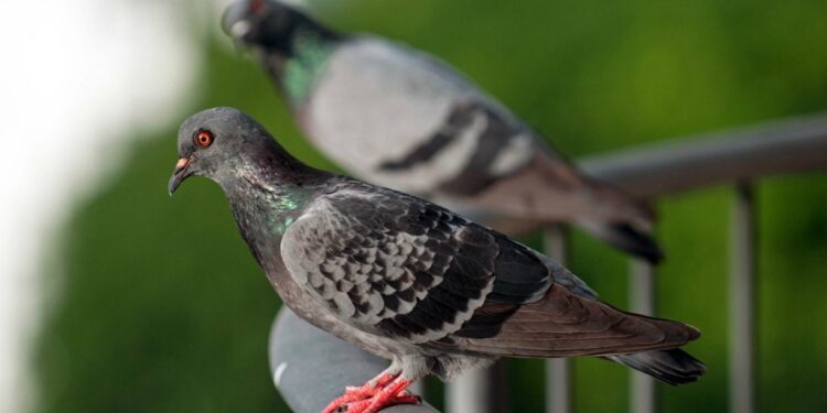 Περιστέρι ήταν φυλακισμένο για 8 μήνες – Θεωρούνταν ύποπτο για… κατασκοπεία