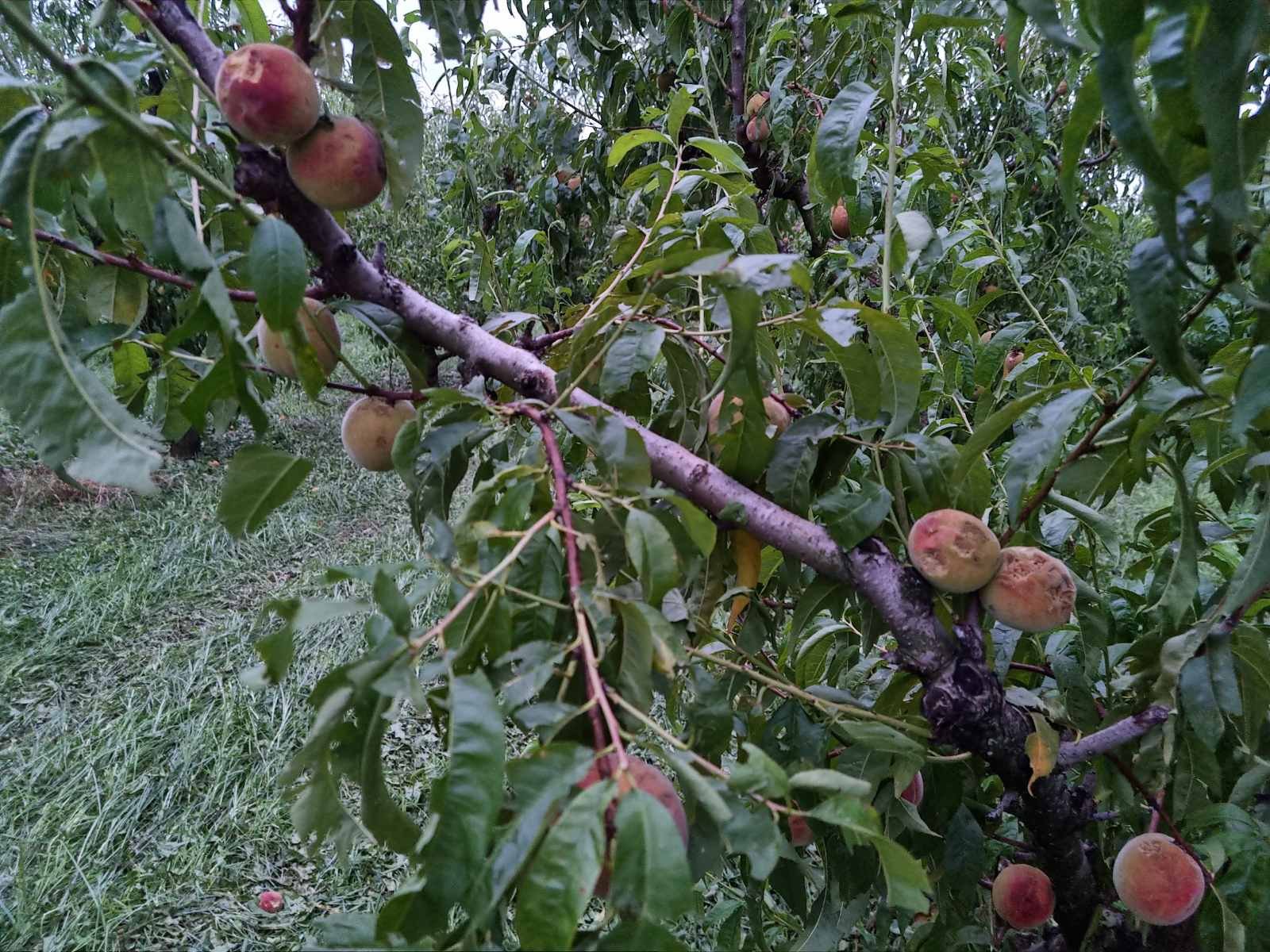 Κεντρική Μακεδονία: «Γονάτισαν» οι αγρότες – Μετά την ακρίβεια οι θεομηνίες – Κραυγές απόγνωσης στο TheOpinion