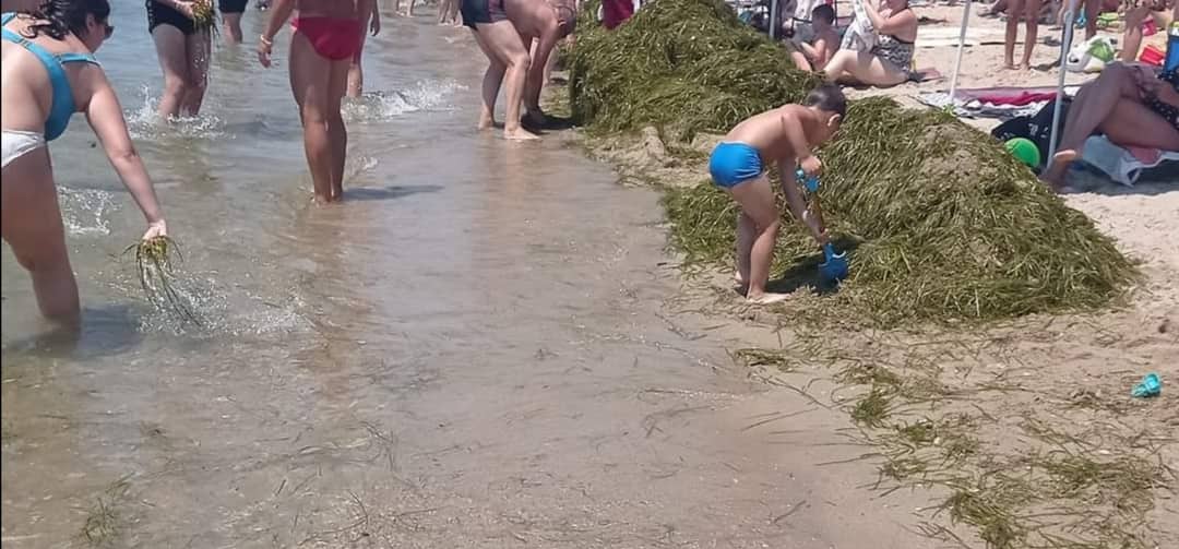 Γέμισε «βουνά» από φύκια η παραλία της Καλλικράτειας (ΦΩΤΟ)