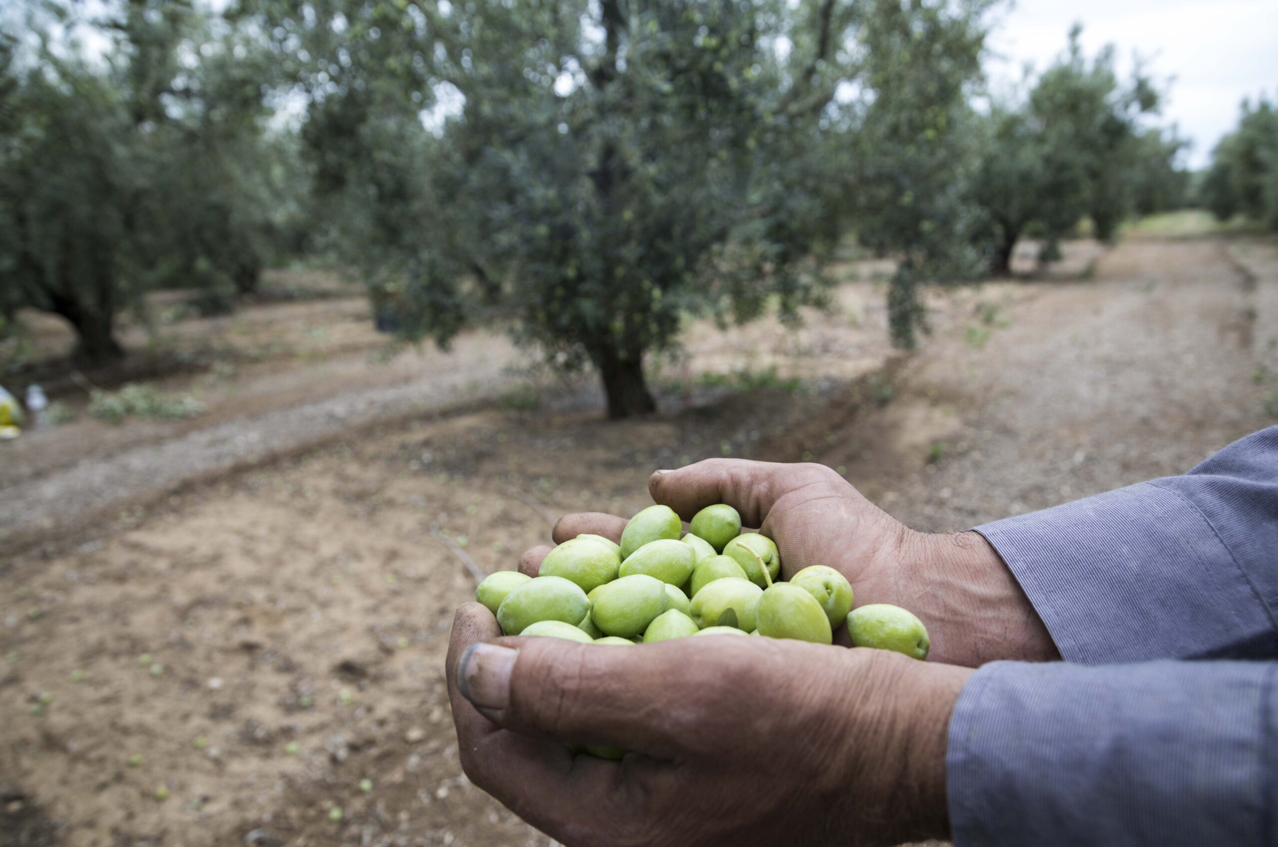 ΕΛΓΑ: Καταβάλλονται οι αποζημιώσεις στους αγρότες της Χαλκηδόνας