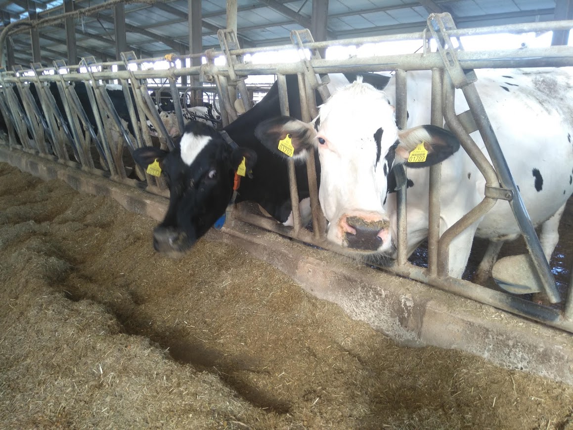 Γυναίκα ντύθηκε αγελάδα και μοσχαράκι προσπάθησε να την… θηλάσει (VIDEO)