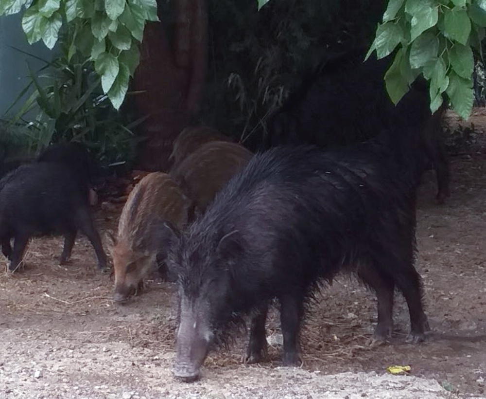 αγριογούρουνα,