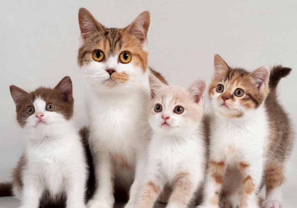 Οι κινήσεις της αστυνομίας για την υγειονομική βόμβα της Ευκαρπίας