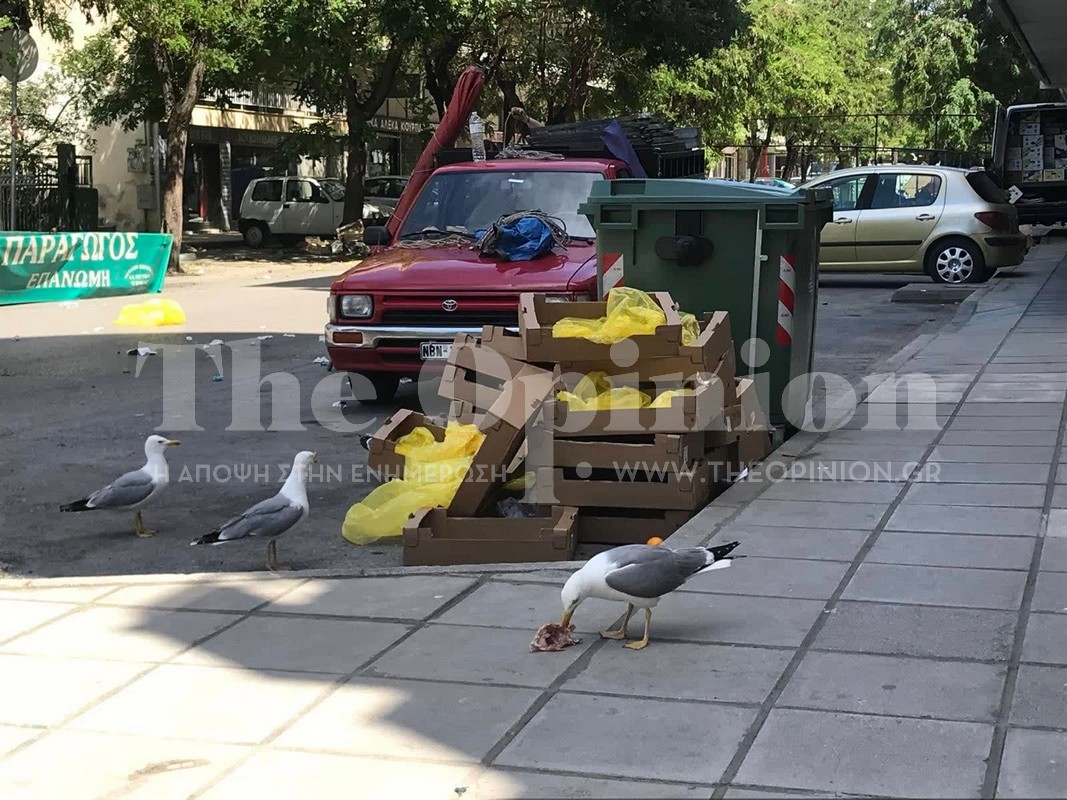 Μα, τι δουλειά έχουν οι γλάροι στην… Τούμπα; Οι «αποικίες» στις ταράτσες και η πληθυσμιακή έκρηξη