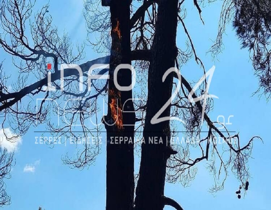 Σέρρες: Πυρκαγιά σε δασική έκταση στο Νέο Πετρίτσι (ΦΩΤΟ+VID)