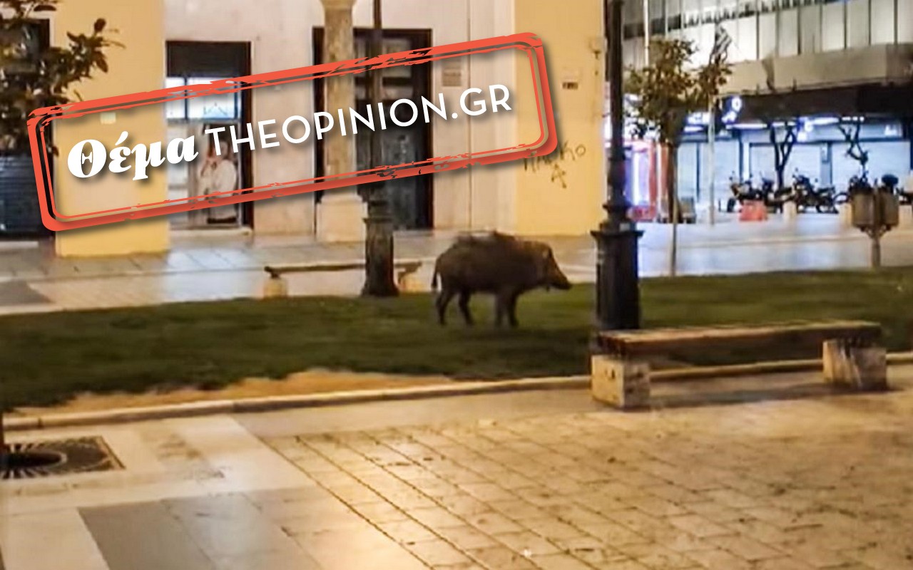 Αγριογούρουνα στη Θεσσαλονίκη: «Θρηνούμε ήδη θύματα και κανείς δεν κάνει το παραμικρό»