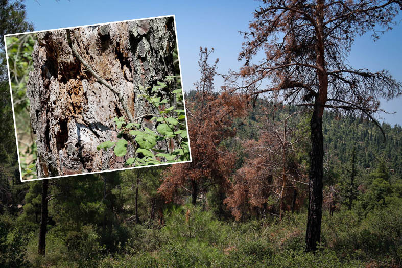 Δήμος Νεάπολης Συκεών: Κραυγή αγωνίας για το Σέιχ-Σου που απειλείται