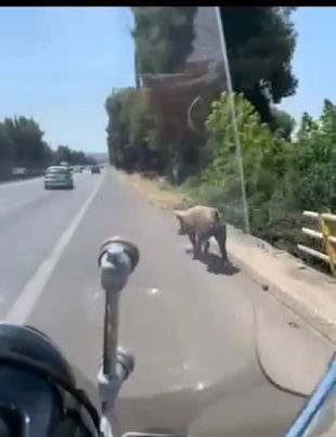 Φράκαρε ο δρόμος για Χαλκιδική από ένα… γουρουνάκι (video)