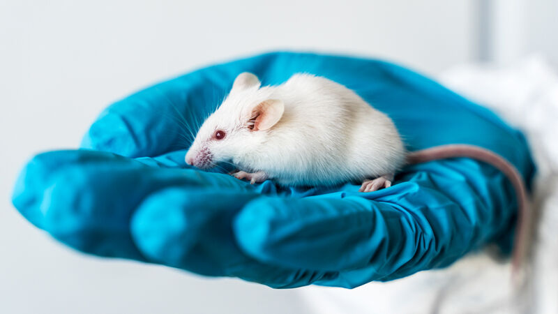 Κλωνοποιημένα ποντίκια κατάφεραν να αναπαραχθούν