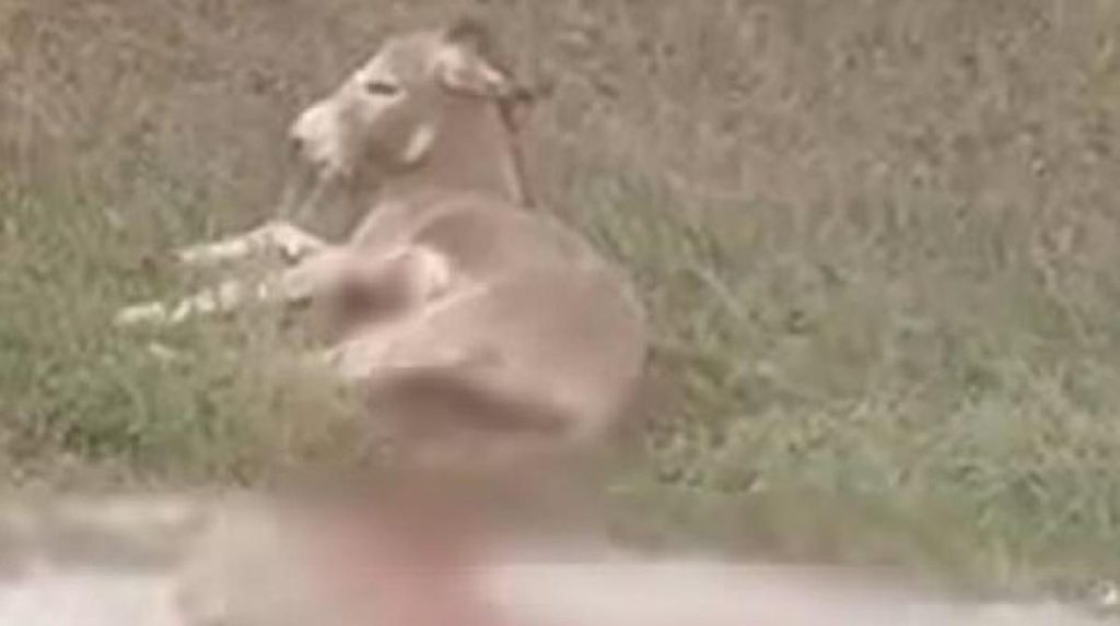 Ιωάννινα: Συνελήφθη ο αντιδήμαρχος στον δήμο Ζίτσας – Εσερνε γαΐδαρο με αγροτικό