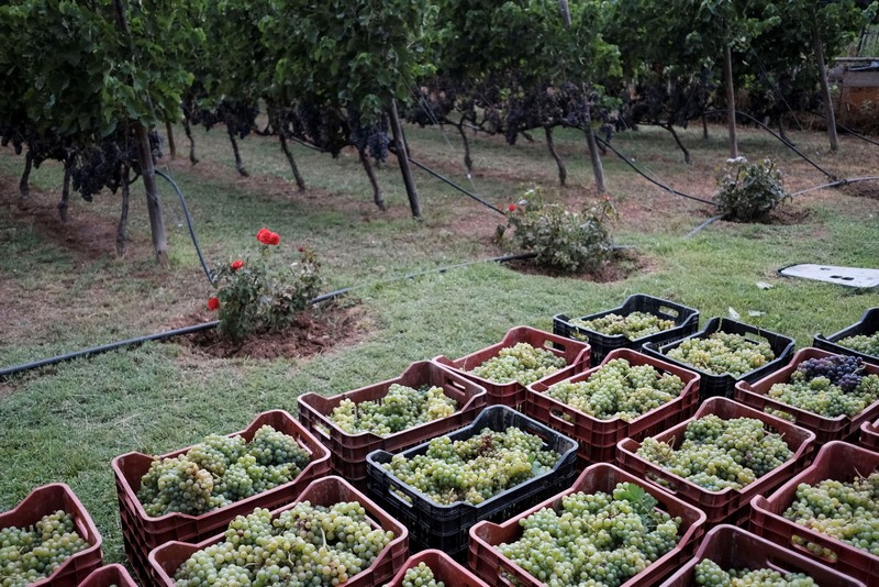 Θεσσαλονίκη: Ξεκίνησε ο τρύγος στο Δημοτικό Αμπελώνα της πόλης