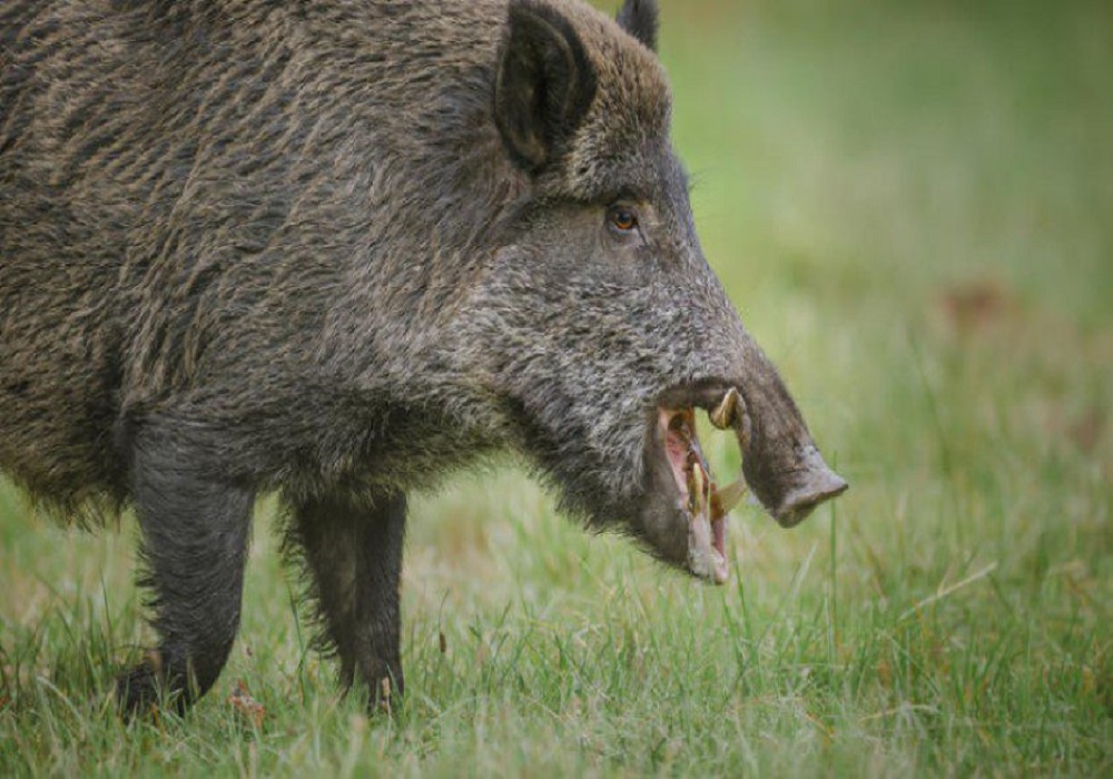 αγριογούρουνα,