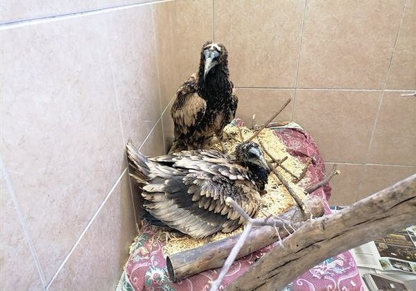 Στη Θεσσαλονίκη δύο μωρά Ασπροπάρη από το δάσος της Δαδιάς