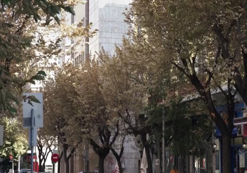 Θεσσαλονίκη: Διαμαρτυρίες των εμπόρων για τα έντομα στα δέντρα της Τσιμισκή (VID)