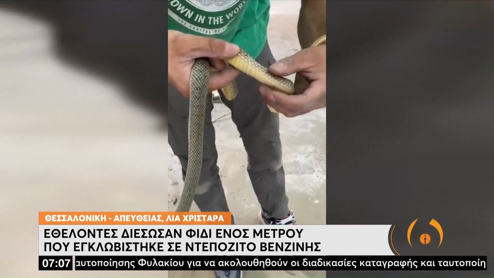 Θεσσαλονίκη: Φίδι ενός μέτρου βρέθηκε μέσα σε ντεπόζιτο αυτοκινήτου (Video)