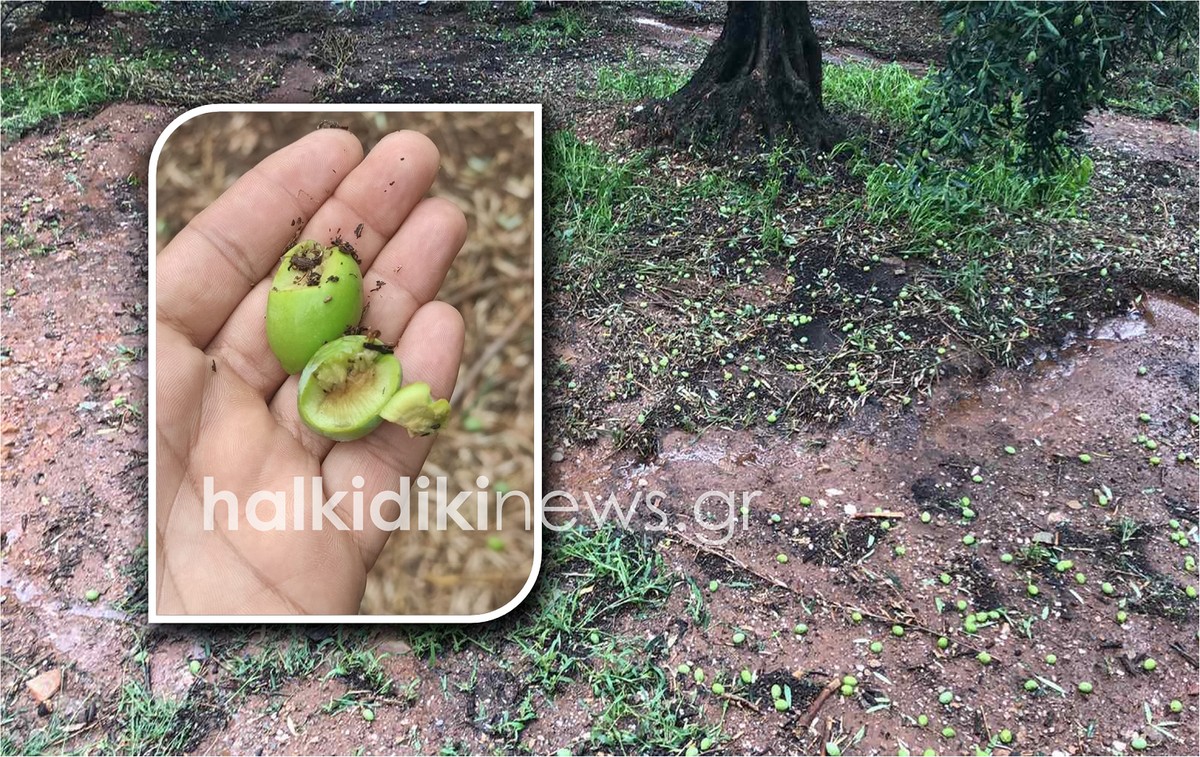 Χαλκιδική: Καταστράφηκαν καλλιέργειες από το χαλάζι στην Ορμύλια