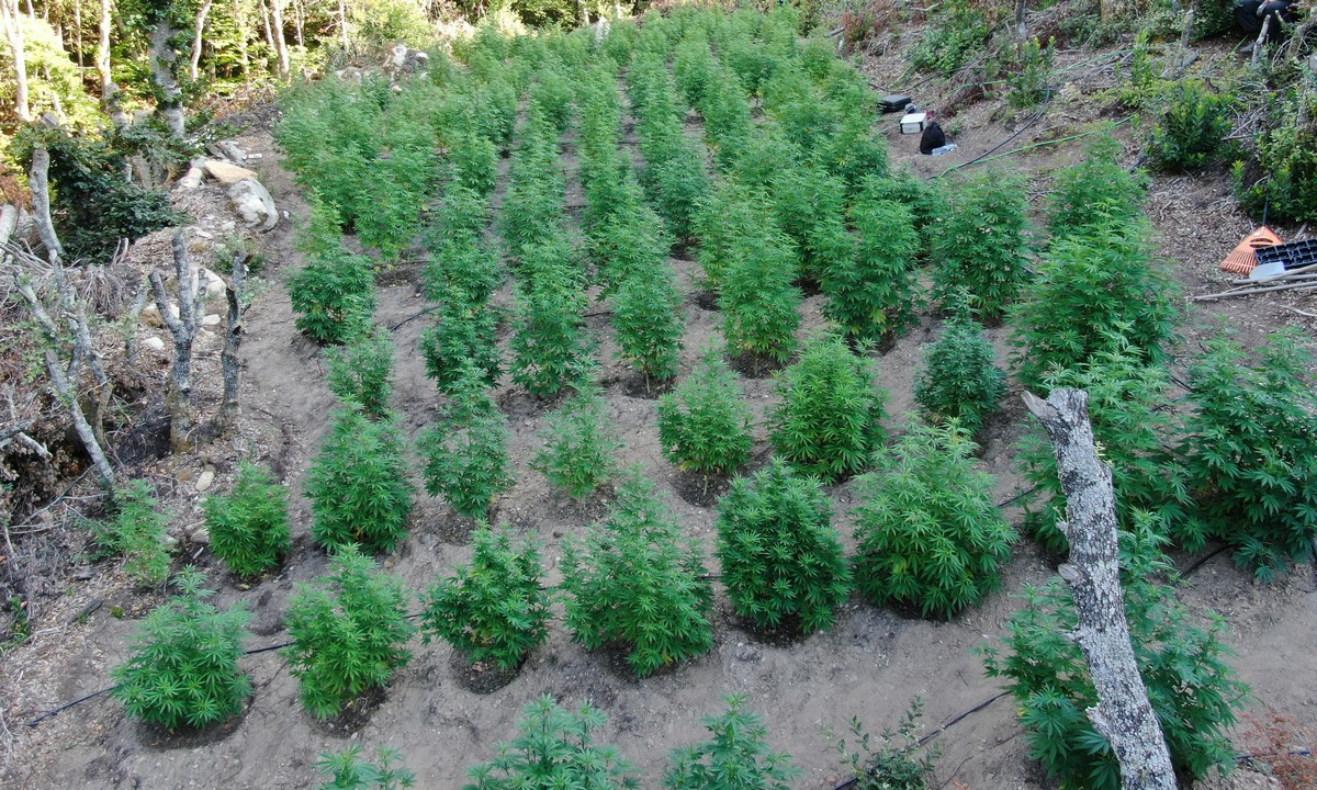 Χαλκιδική: Συλλήψεις για καλλιέργεια μεγάλης φυτείας κάνναβης (Video)