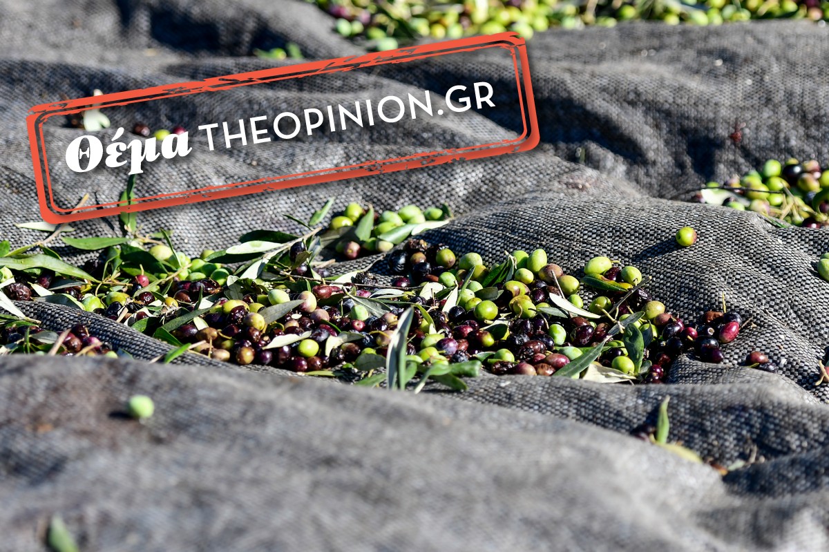 Χαλκιδική: Προβλήματα στην συγκομιδή ελιάς – Απογοητευμένοι από τις τιμές οι αγρότες