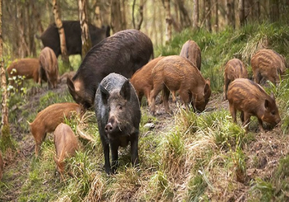 Θεσσαλονίκη: Κοπάδι με αγριογούρουνα δίπλα σε σπίτια (VIDEO)