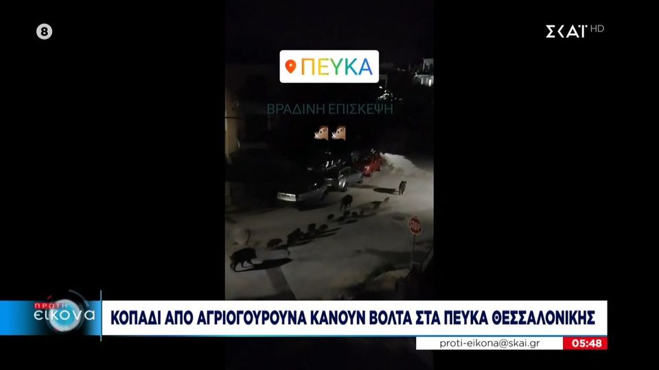 Κοπάδι από αγριογούρουνα κάνει βόλτα στα Πεύκα Θεσσαλονίκης (VIDEO)