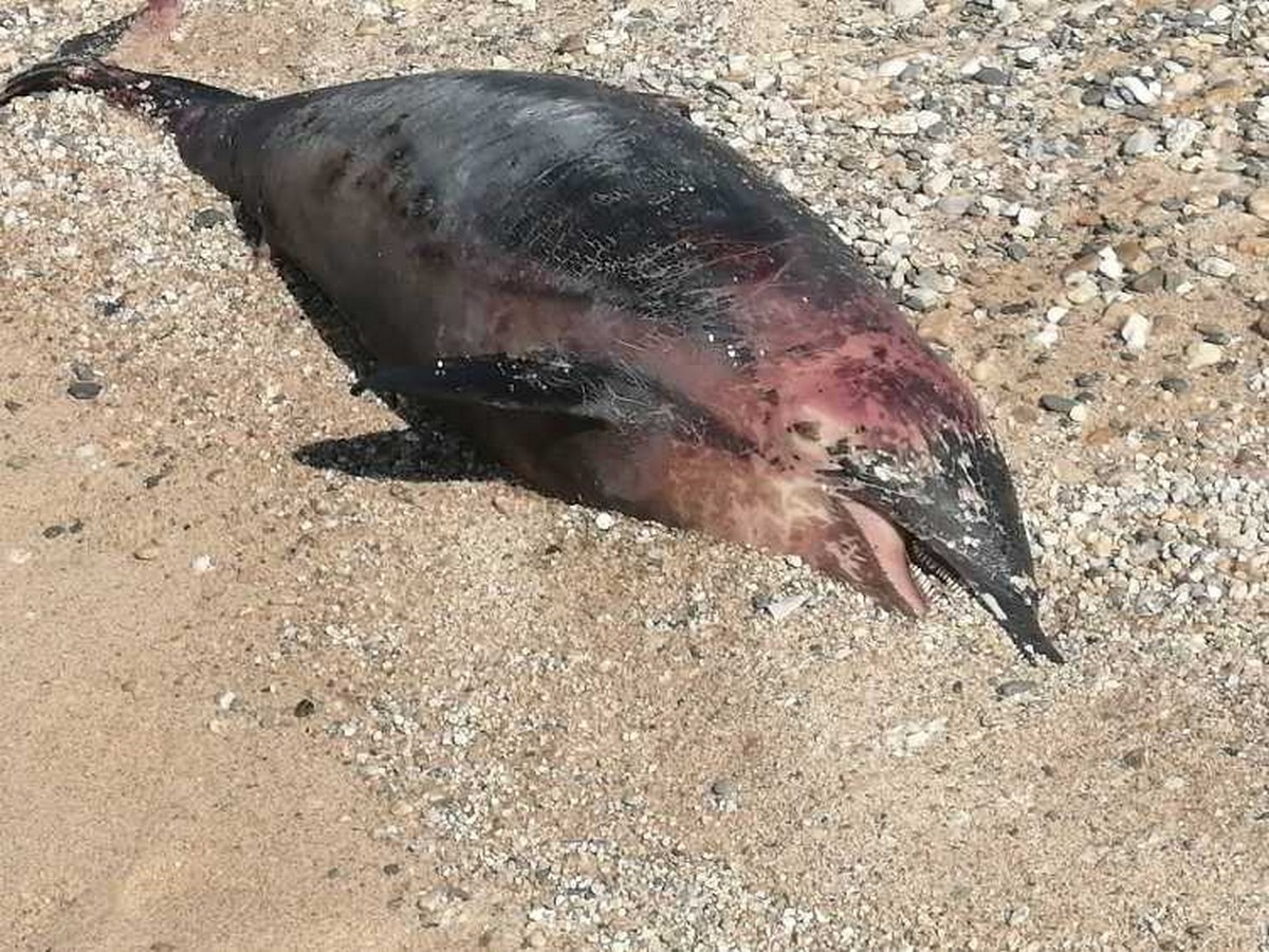 Νεκρό δελφίνι ξεβράστηκε σε παραλία της Χαλκιδικής (ΦΩΤΟ)