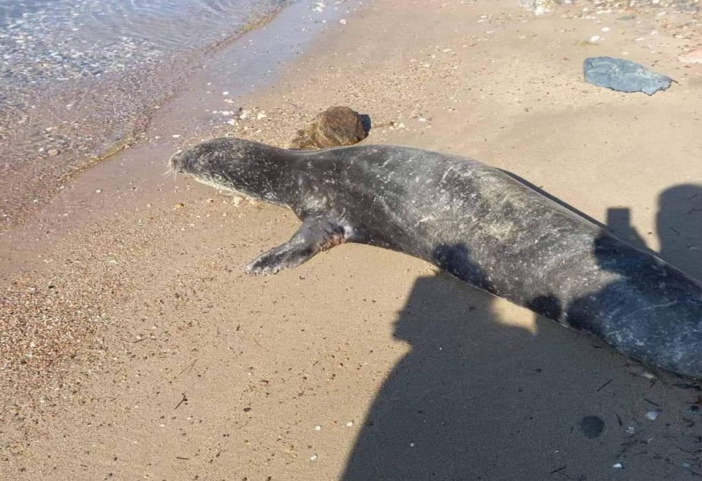 Χαλκιδική: Φώκια κάνει… ηλιοθεραπεία στη Μεταμόρφωση (ΦΩΤΟ)