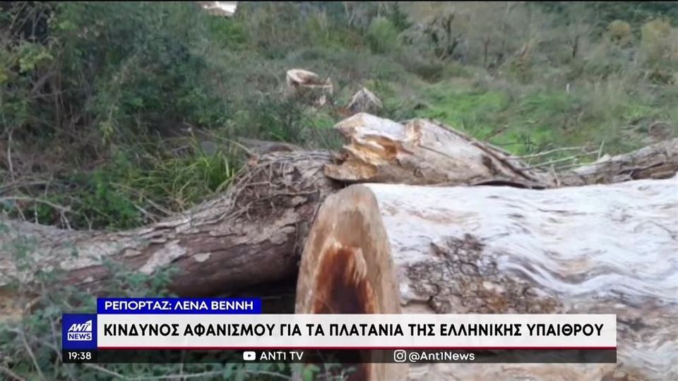 Τέμπη: Μύκητας καταστρέφει τα πλατάνια της Κοιλάδας (Video)