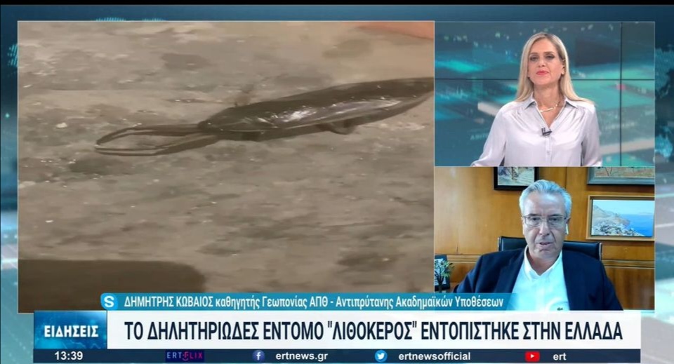 Χαλκιδική: Λιθόκερος εμφανίστηκε σε παραλία (Video)