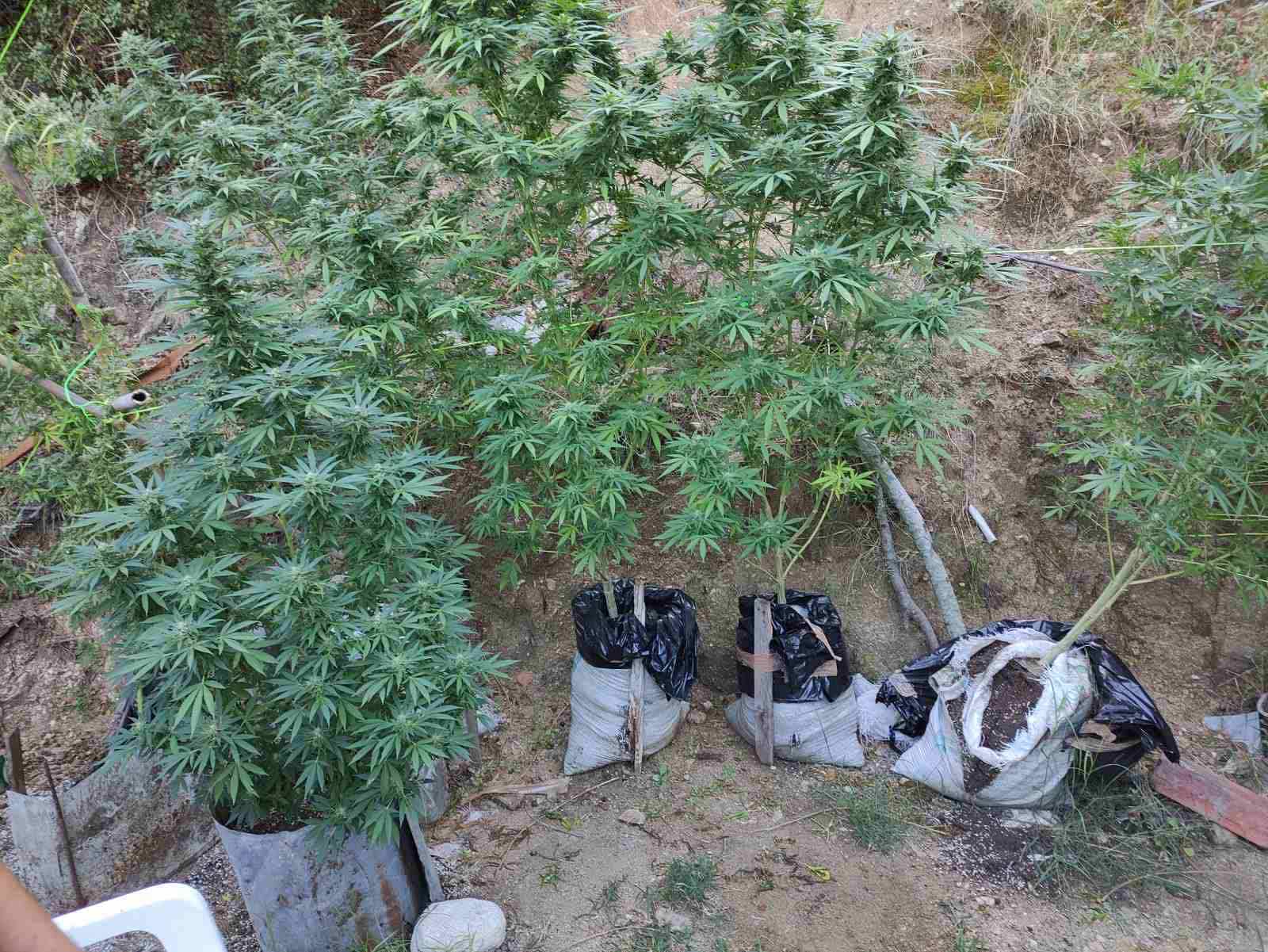 Χαλκιδική: 28χρονος καλλιεργούσε δενδρύλλια κάνναβης