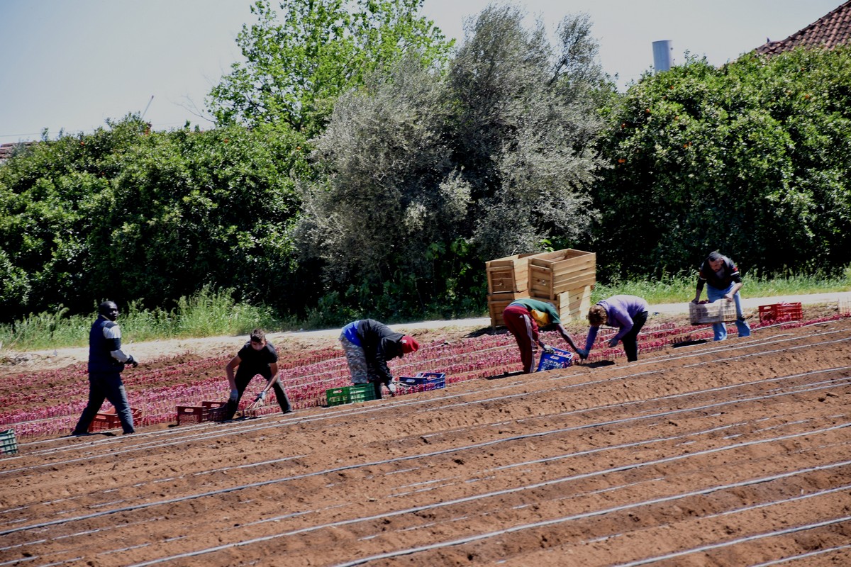 ΕΦΚΑ: Παρατείνεται η ασφαλιστική ικανότητα για τους εργάτες γης – Έως πότε