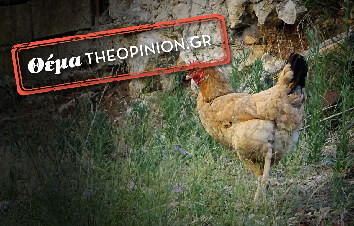 Πώς οι… κότες επηρεάζουν την τιμή των βιολογικών προϊόντων