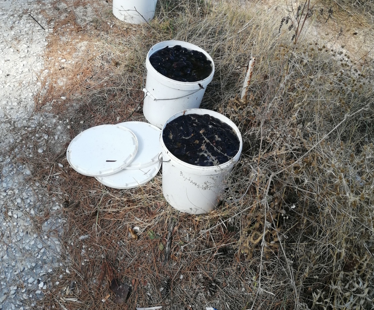 Θάσος: Ψάρεψαν παράνομα πάνω από 500 κιλά ολοθούριο – Πέντε συλλήψεις