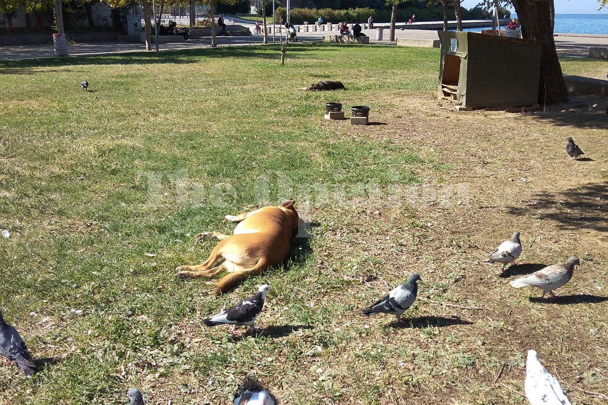 Η λύση για τα αδέσποτα στο Δήμο Πυλαίας-Χορτιάτη