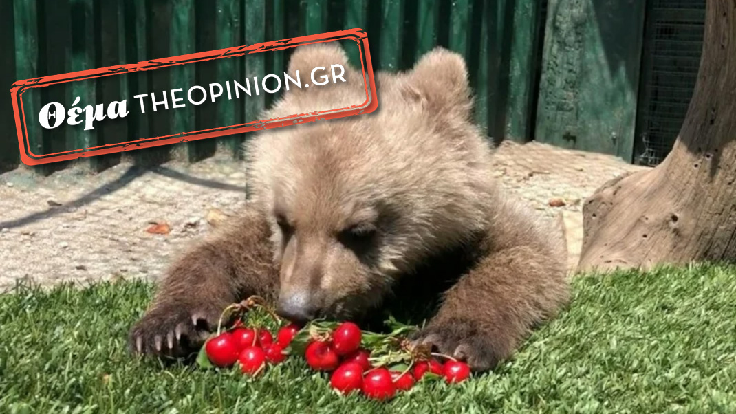 Αρκτούρος: Η ιστορία του μικρού αρκούδου Θωμά – Υιοθεσία από Πολιτιστικό Σύλλογο και το προσκλητήριο σε ιδιώτες και εταιρίες (ΦΩΤΟ)