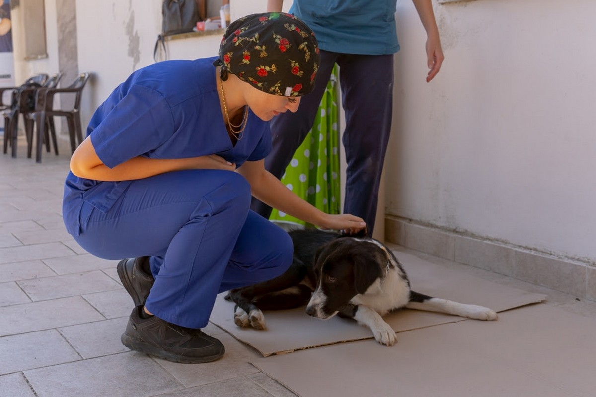 «Αγκάλιασαν» τα αδέσποτα στο Δήμο Βόλβης