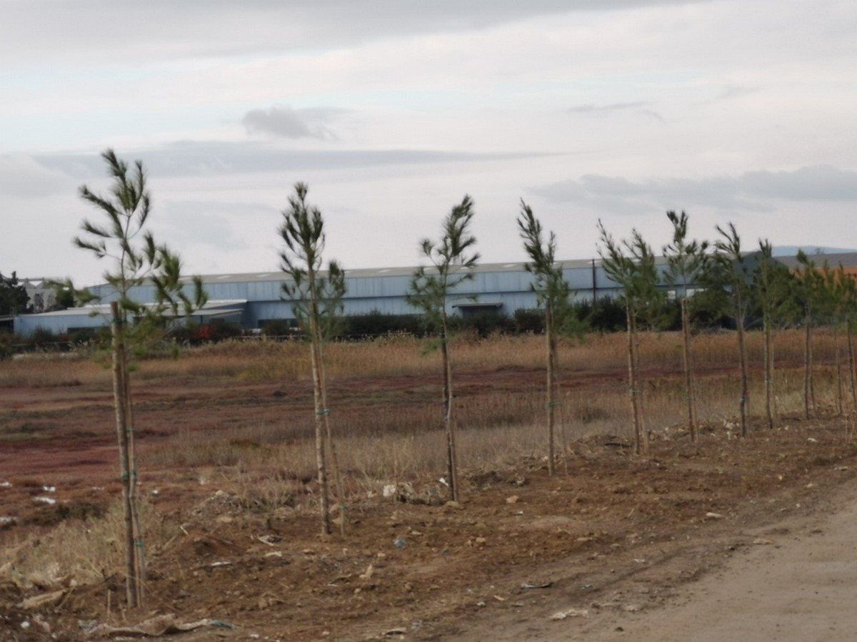 Θεσσαλονίκη: Αναβαθμίζεται το δυτικό παράκτιο μέτωπο – Ξεκίνησαν δενδροφυτεύσεις (ΦΩΤΟ)