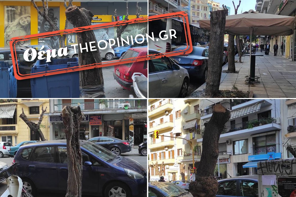 Αν είχαν στόμα τα δέντρα! Τι συμβαίνει με τις κλαδεύσεις-καρατομήσεις στη Θεσσαλονίκη