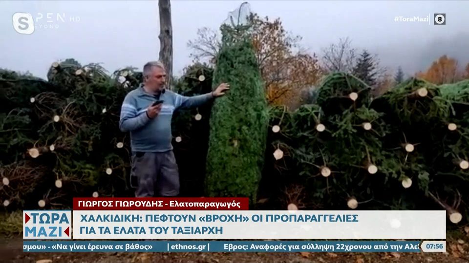 Χαλκιδική:«Βροχή» προπαραγγελιών για τα έλατα του Ταξιάρχη (BINTEO)