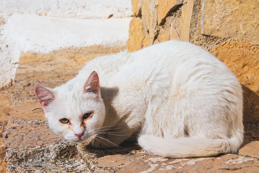 Πυροβόλησαν με αεροβόλο γατάκι στα Χανιά